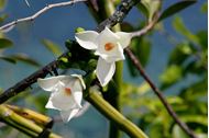 Crociera alle Seychelles - Praslin