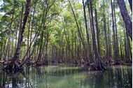 Immagine di Myanmar Cruise