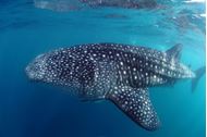 Crociera alle Seychelles