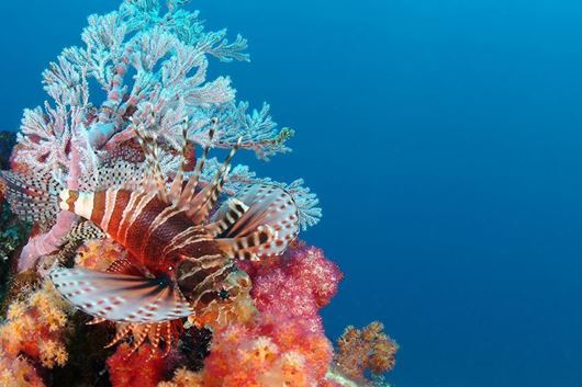 Immagine di Seychelles | Arcipelago delle Amirantes | Crociera su catamarano