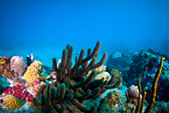 St Barth reef