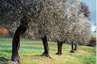 Immagine di Weekend in Toscana, su e giù per le colline!