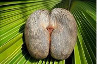 Immagine di 2025 | 25 aprile | Seychelles | Crociera in flottiglia in catamarano | Voli e tasse INCLUSI