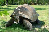 Immagine di 2025 | 25 aprile | Seychelles | Crociera in flottiglia in catamarano | Voli e tasse INCLUSI