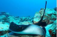 Immagine di 2025 | 25 aprile | Seychelles | Crociera in flottiglia in catamarano | Voli e tasse INCLUSI