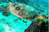 Immagine di 2025 | 25 aprile | Seychelles | Crociera in flottiglia in catamarano | Voli e tasse INCLUSI