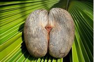 Immagine di 2025 | Pasqua | Seychelles | Crociera in flottiglia in catamarano | Voli e tasse INCLUSI