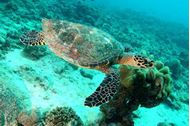 Immagine di 2027 | Seychelles | Silhouette Cruise | Vacanza a vela in catamarano | Pensione completa