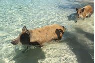 Bahamas Exumas