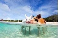Immagine di 2026 | Bahamas Exumas | Crociera in catamarano | 25 aprile - VOLI INCLUSI