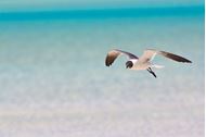 Immagine di 2026 | Bahamas Exumas | Crociera in catamarano | 25 aprile - VOLI INCLUSI